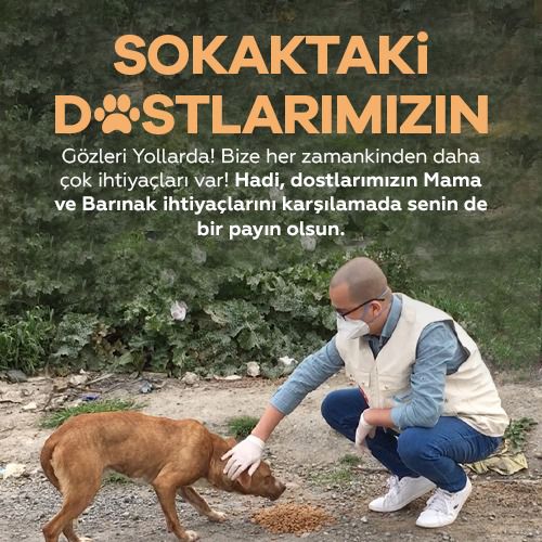 Sokaktaki Dostlarımız